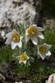 Pulsatilla vulgaris-8 Sasanka zwyczajna